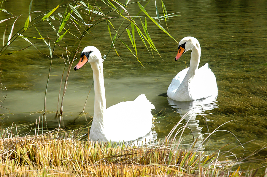 Schwaene-am-Pillersee