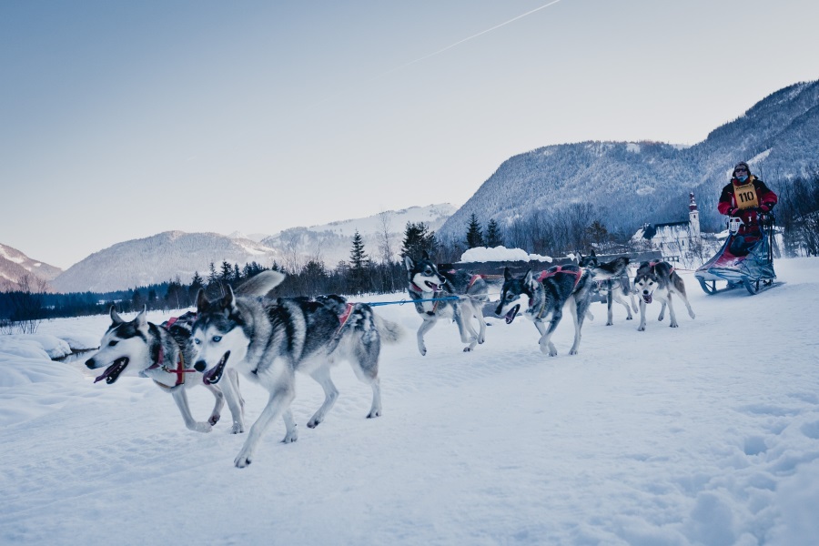 Schlittenhunde-Camp in St. Ulrich am Pillersee
